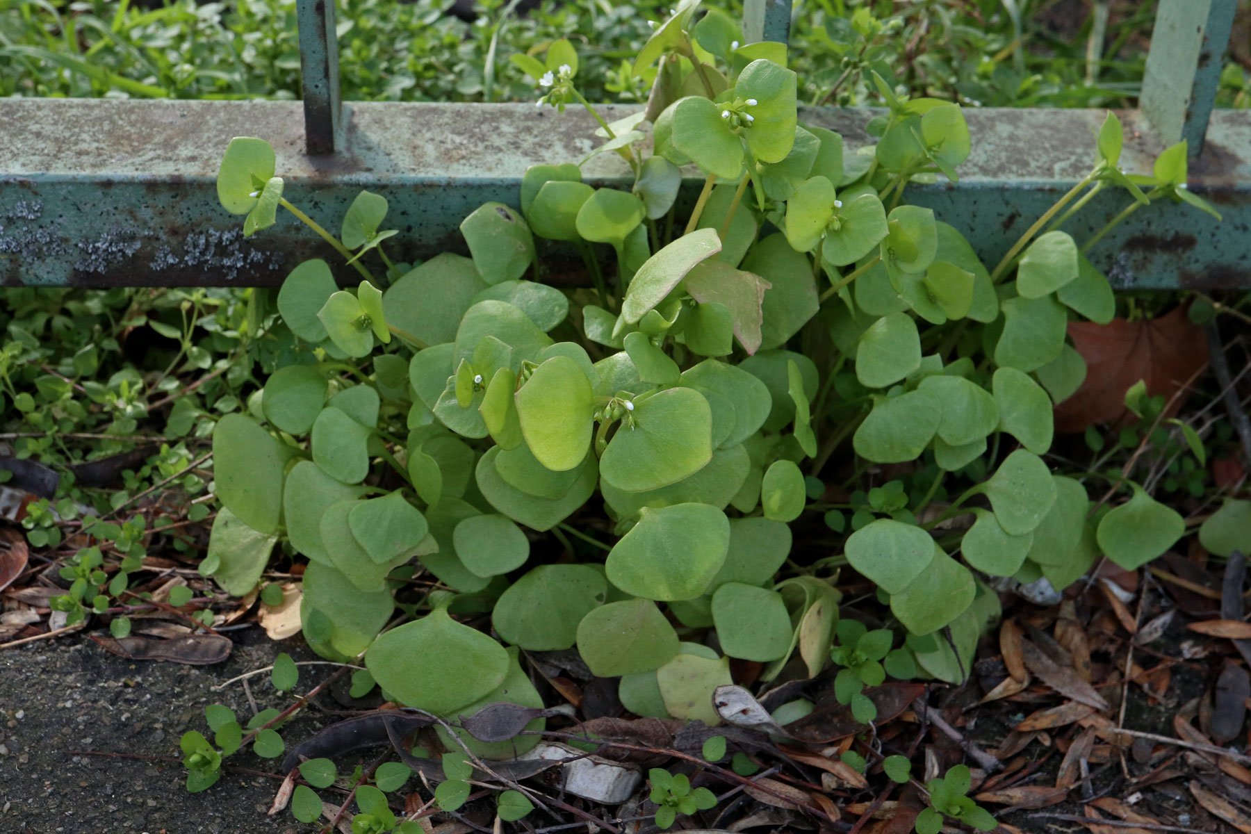 Claytonia perfoliata