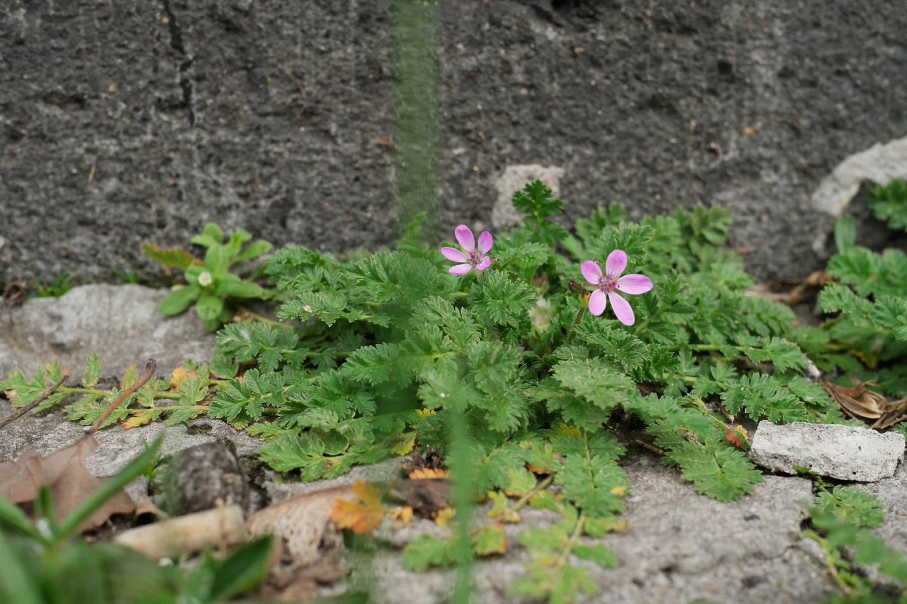 Erodium cicutarium