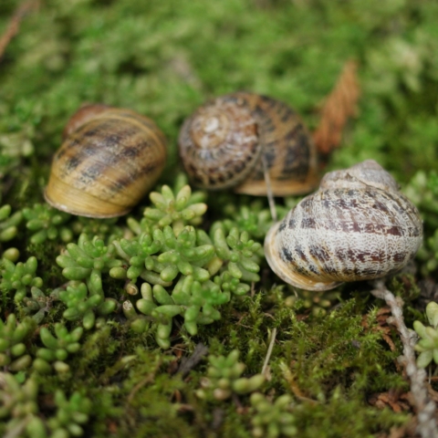 Gefleckte Weinbergschnecken