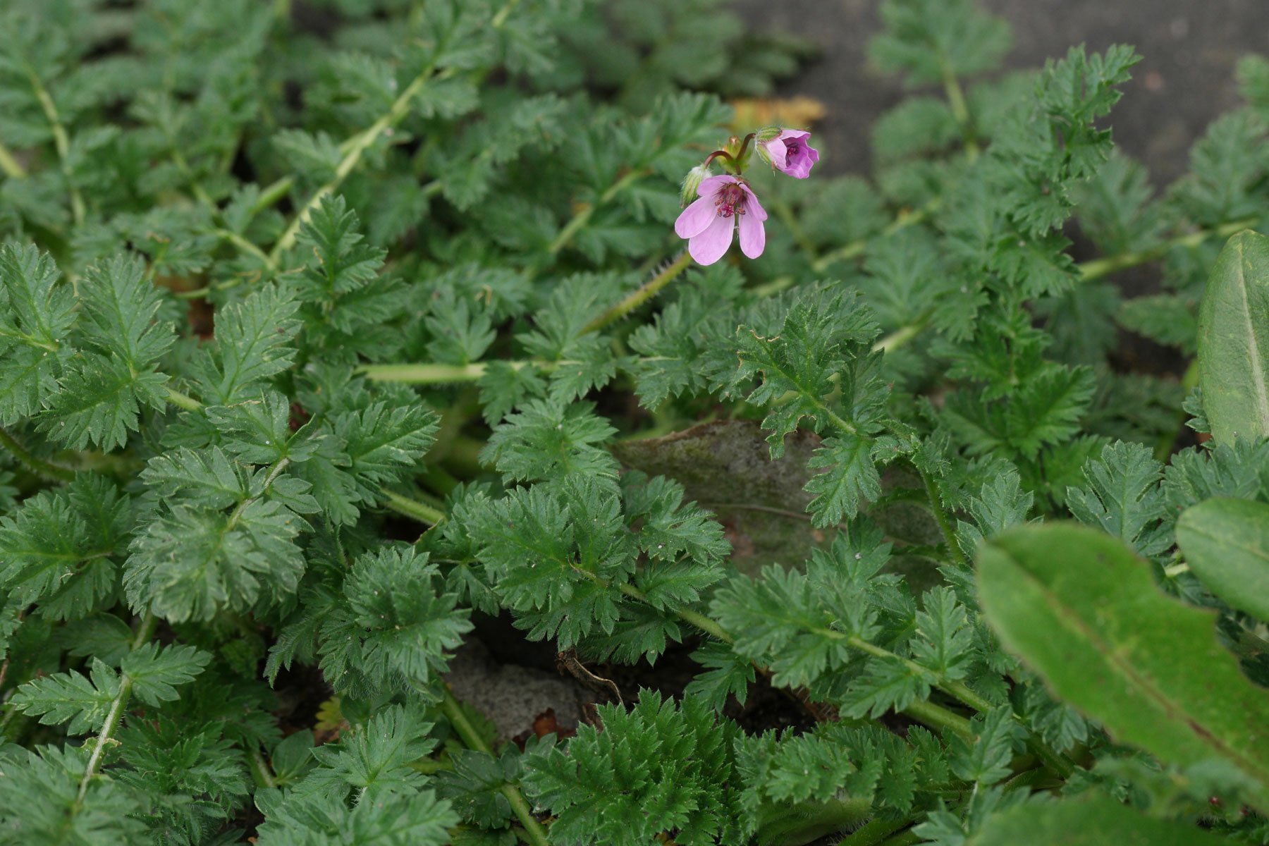 Reiherschnabel Blätter und Blüten