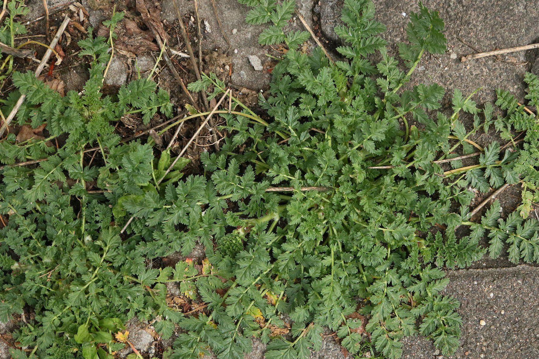 Reiherschnabel Blätter