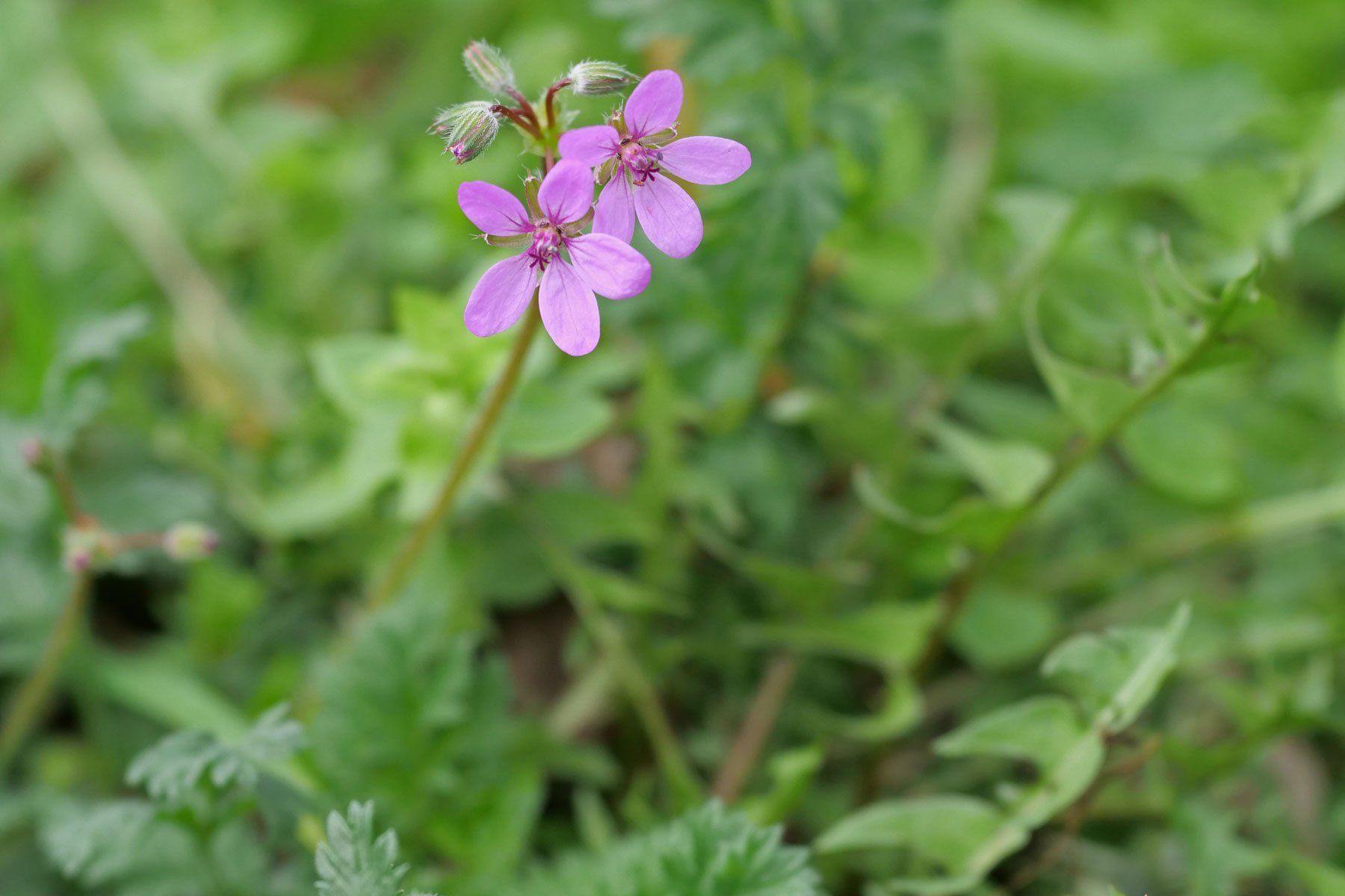 Reiherschnabel Blüten