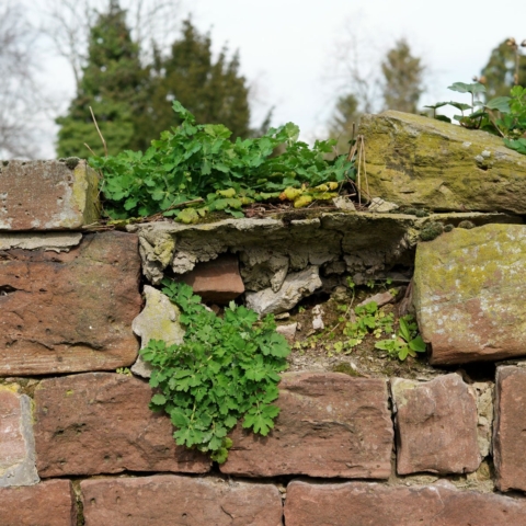 Schöllkraut auf Mauer