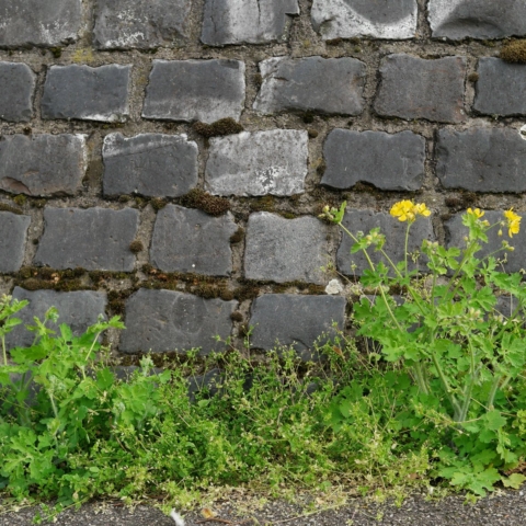 GroÃŸes SchÃ¶llkraut