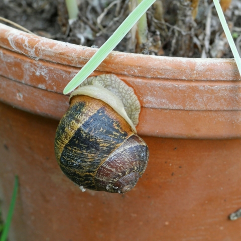 Schnecke auf Blumentopf