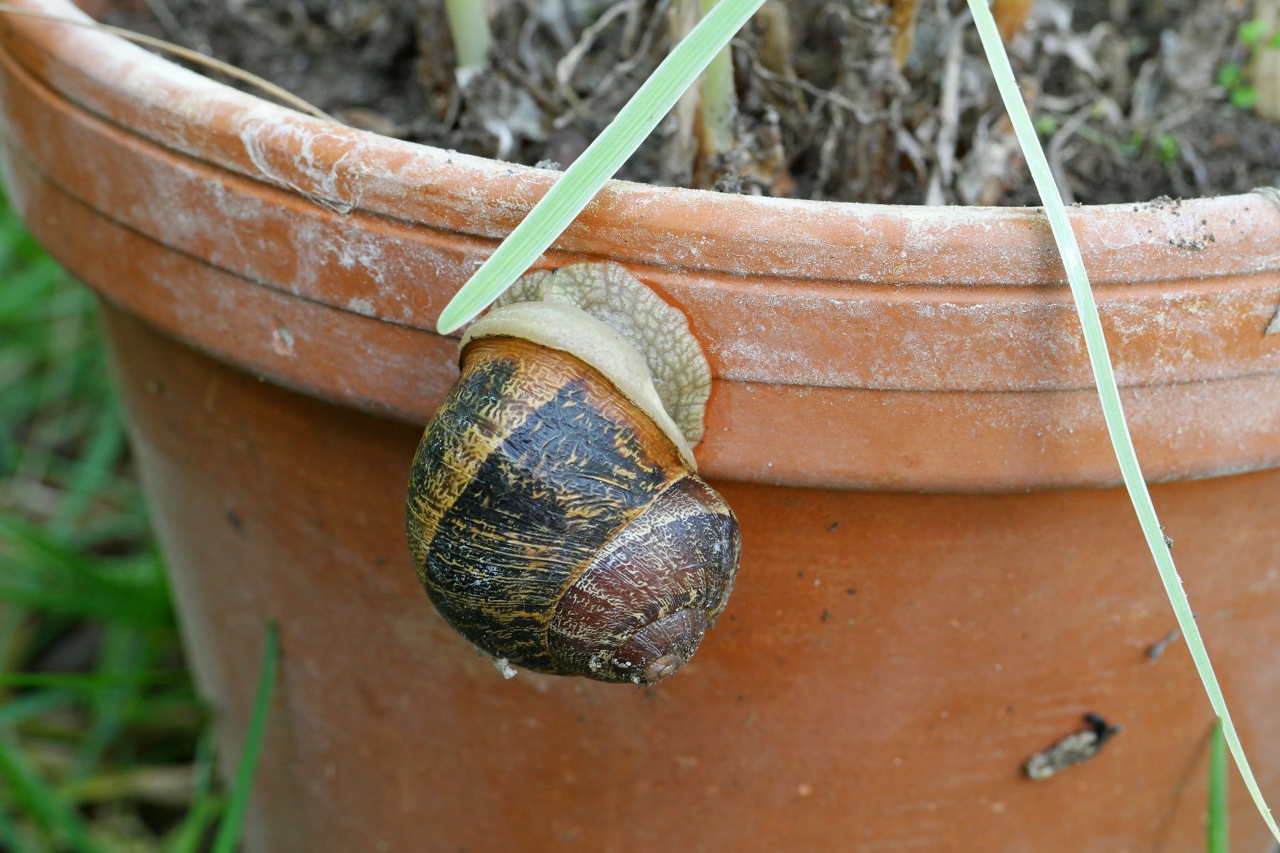 Schnecke auf Blumentopf