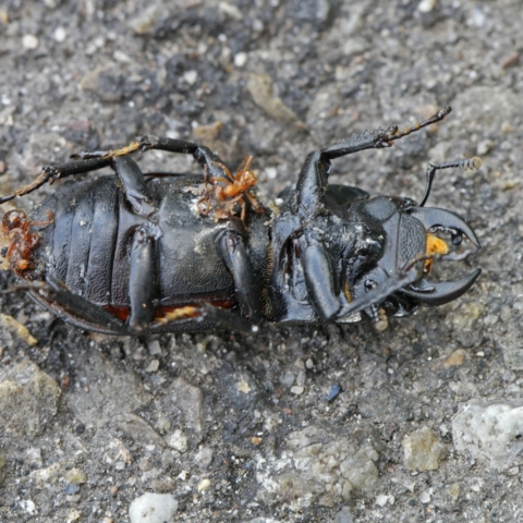 toter Balkenschröter