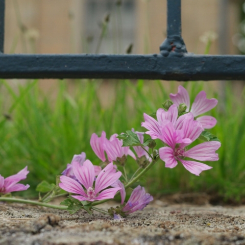 Malva sylvestris