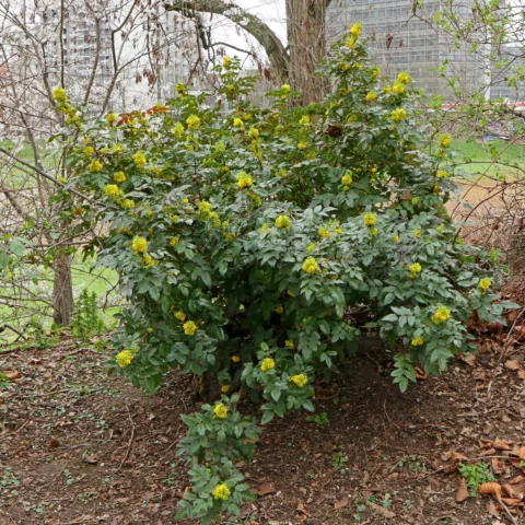 Gewöhnliche Mahonie