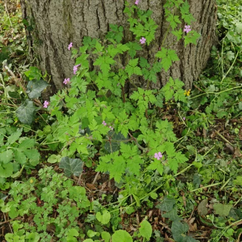 Ruprechtskraut auf Friedhof