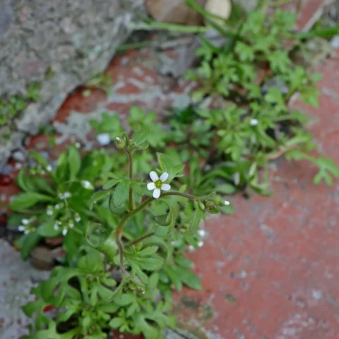 Dreifinger-Steinbrech
