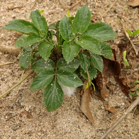 Holunder in Sandkasten