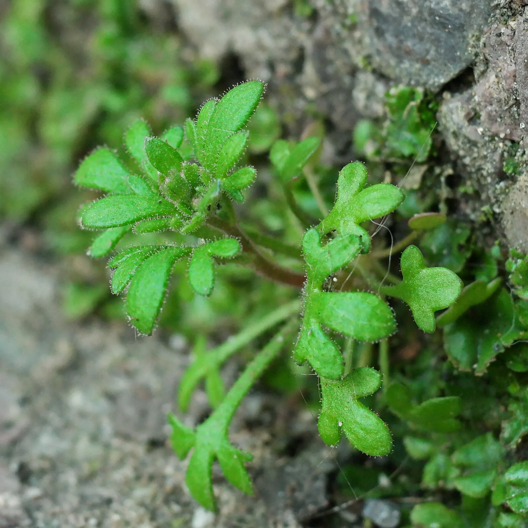 Saxifraga tridactylites Steinbrech