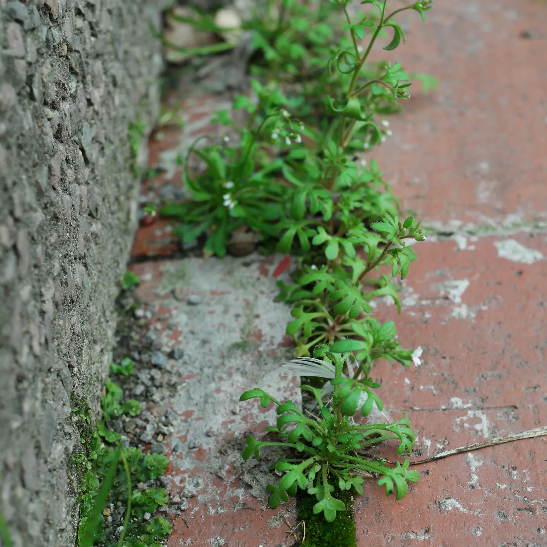 Saxifraga tridactylites