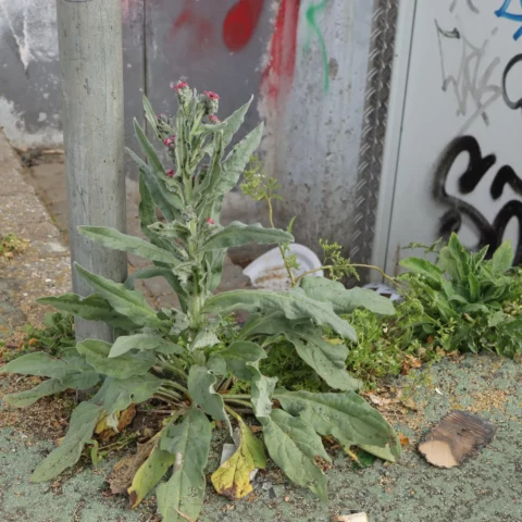 Cynoglossum officinale Hundszunge