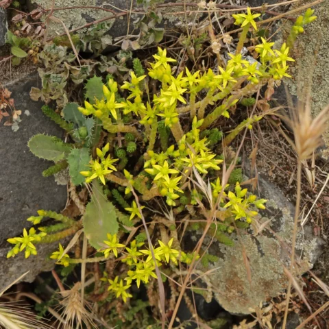 Scharfer Mauerpfeffer