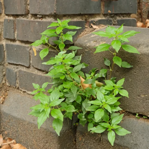 Ausgebreitetes Glaskraut auf Mauer