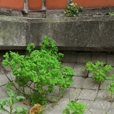 Euphorbia peplus Garten Wolfsmilch