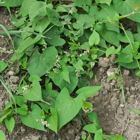 Fallopia convolvulus