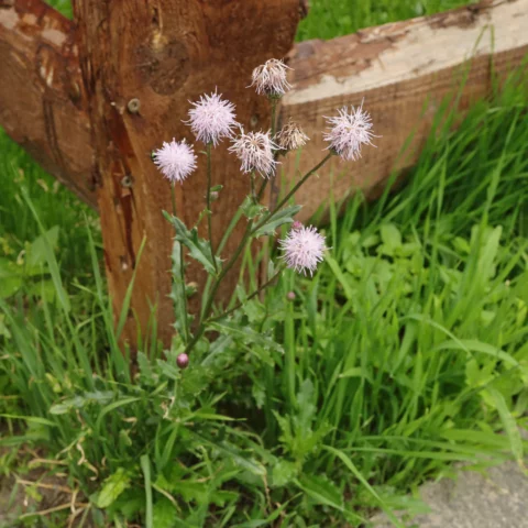 Acker Kratzdistel Cirsium arvense