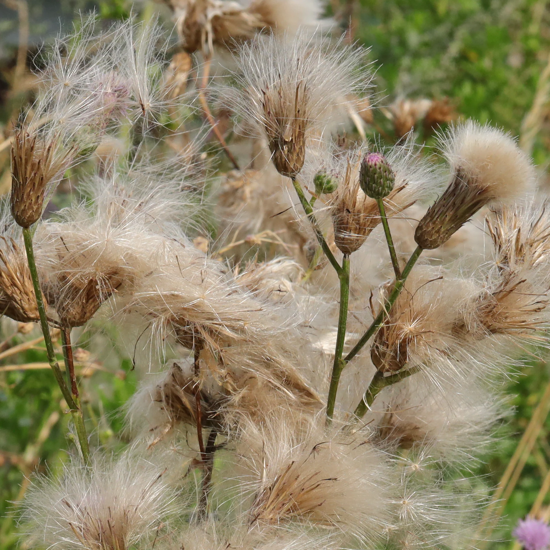 Acker Kratzdistel Samen