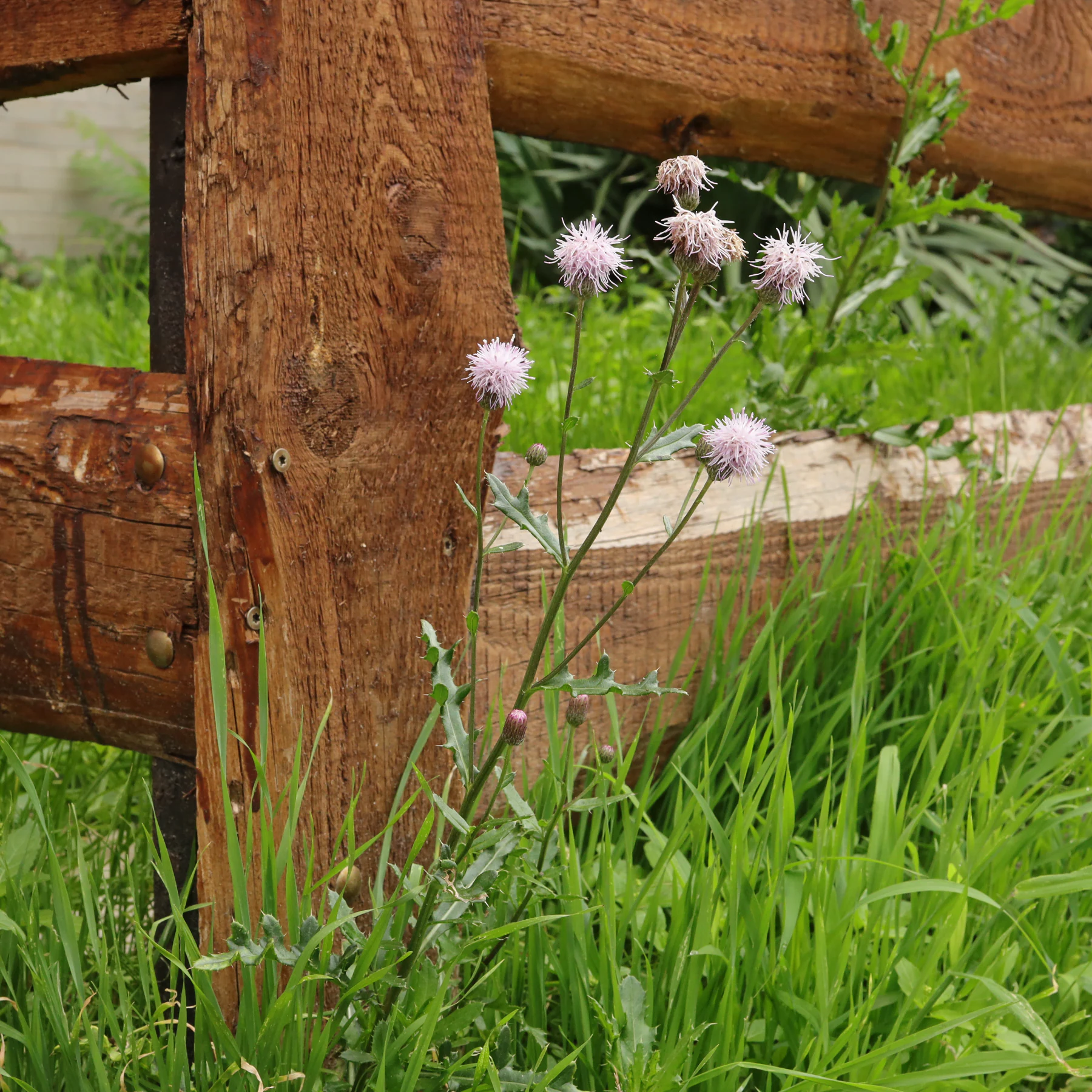 Acker Kratzdistel in Vorgarten