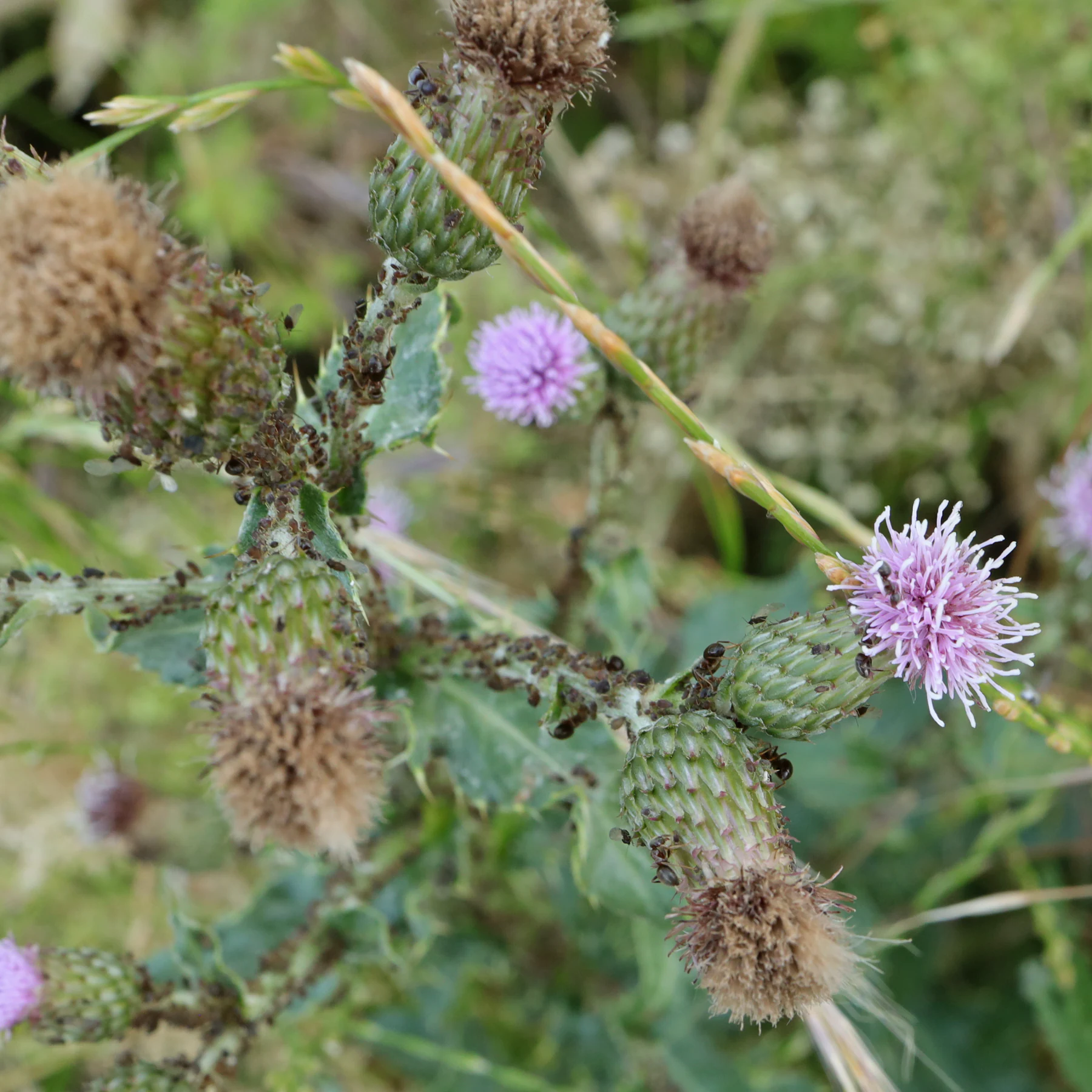 Blattläuse und Ameisen auf Acker Kratzdistel