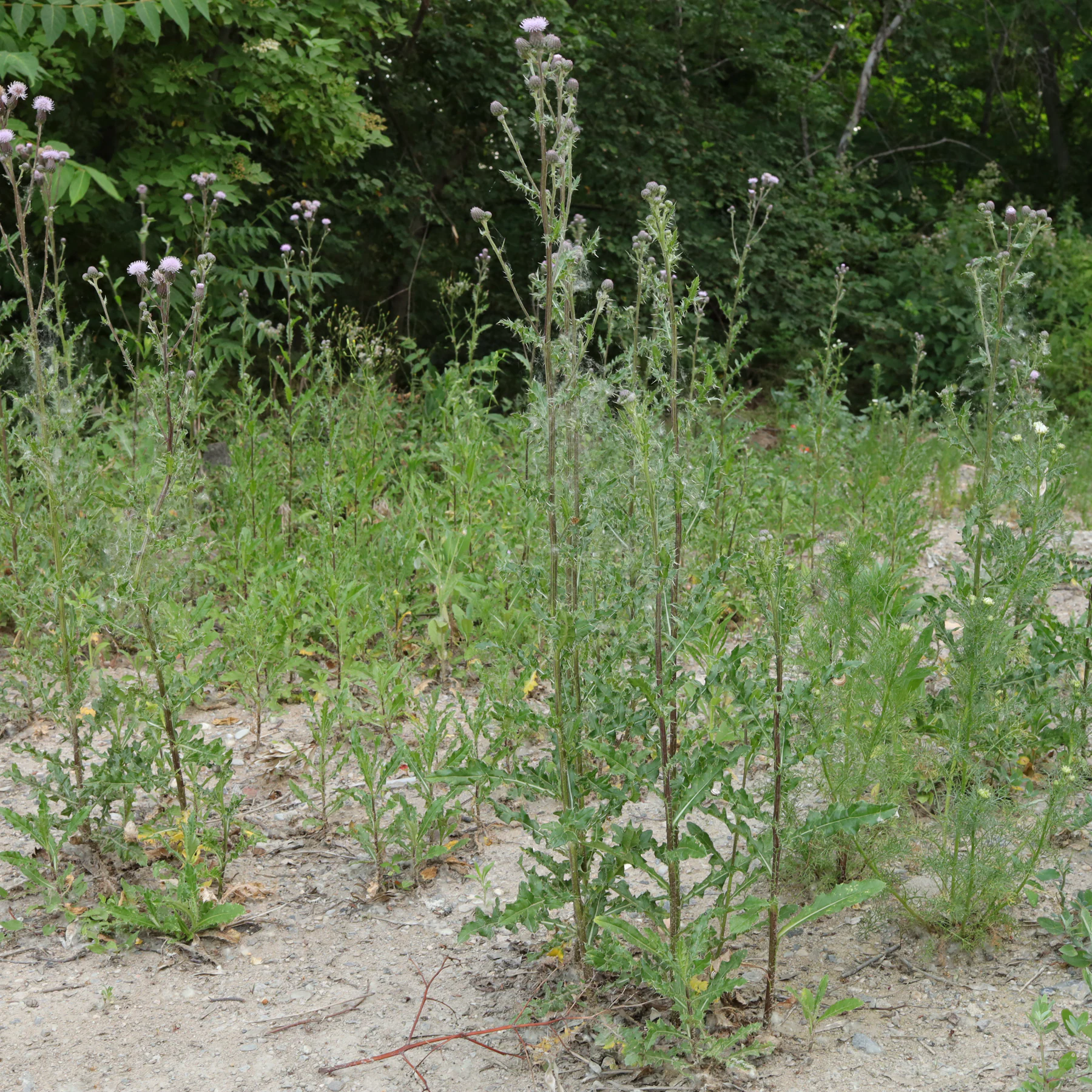 Cirsium arvense auf Baustelle