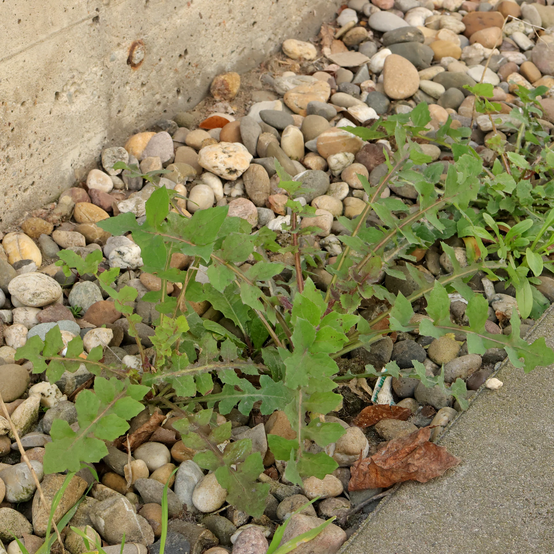 Gänsedistel in Kiesweg