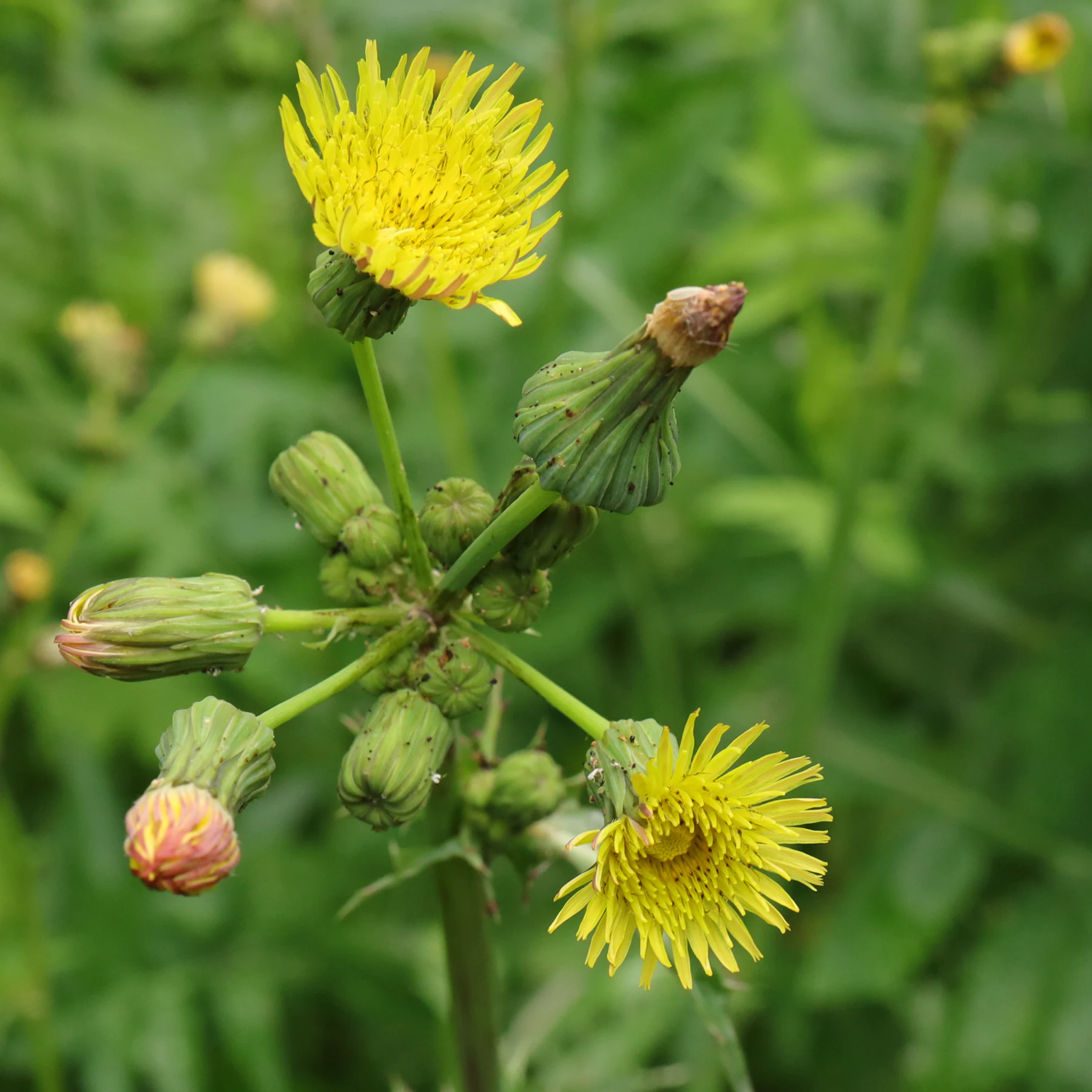 Gemüse Gänsedistel Blüten