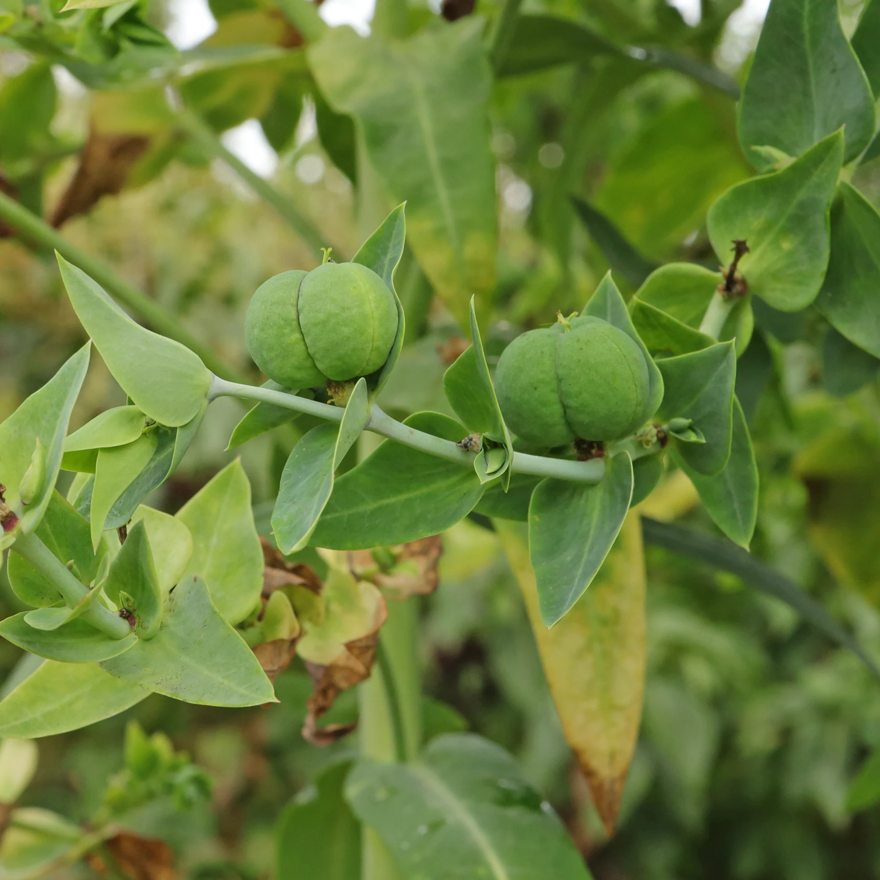 Kreuzblättrige Wolfsmilch Früchte