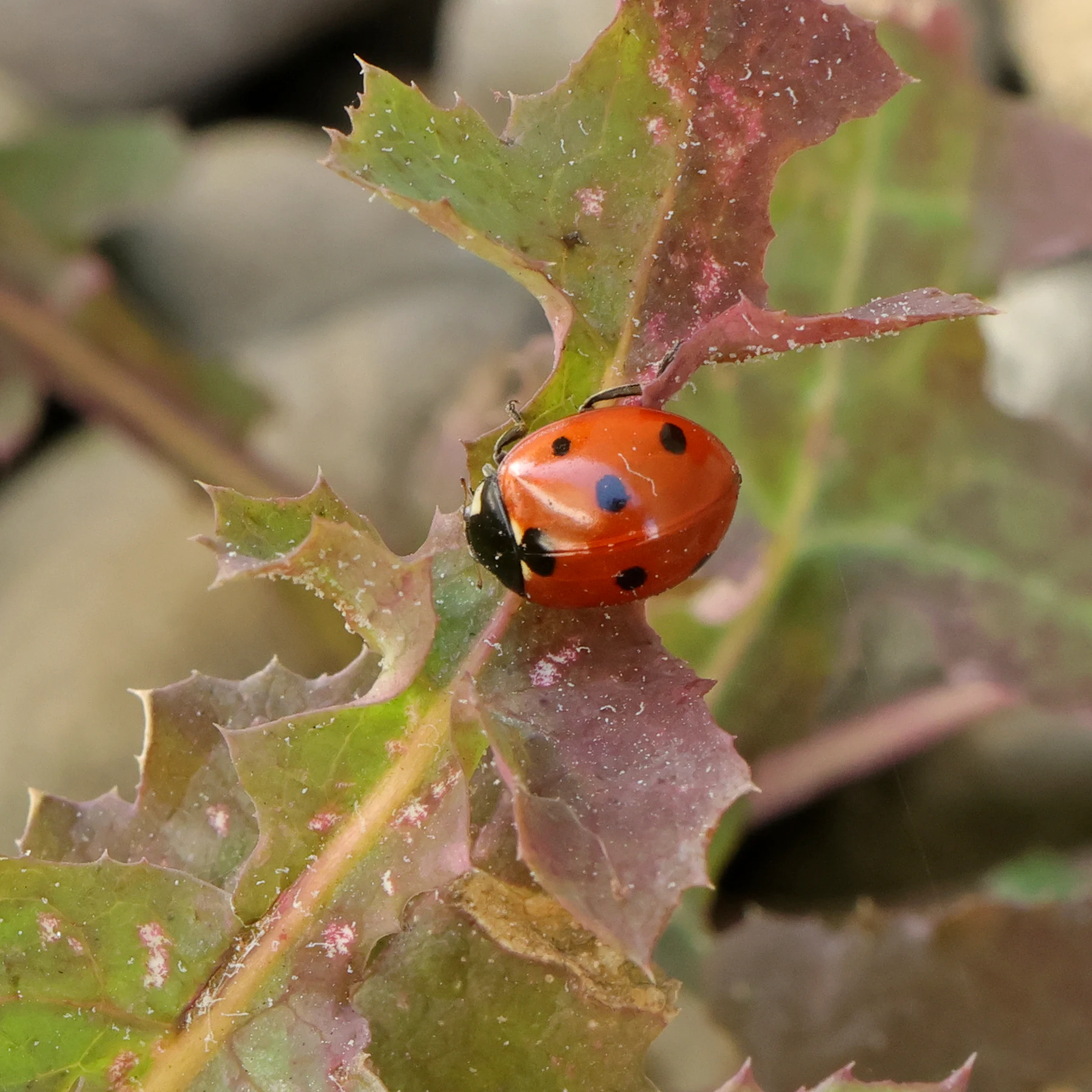 Siebenpunkt Marienkäfer auf Gänsedistel