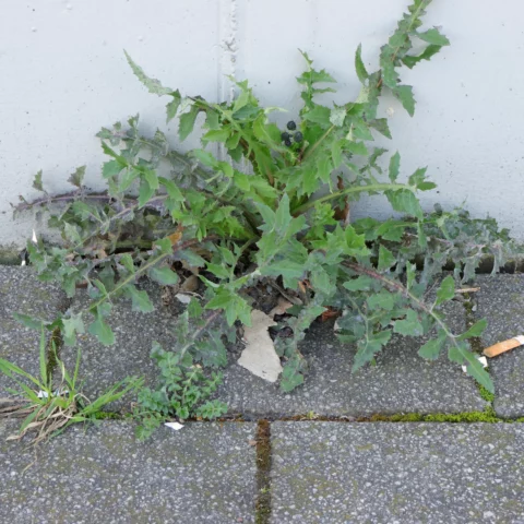 Sonchus oleraceus Gemüse Gänsedistel