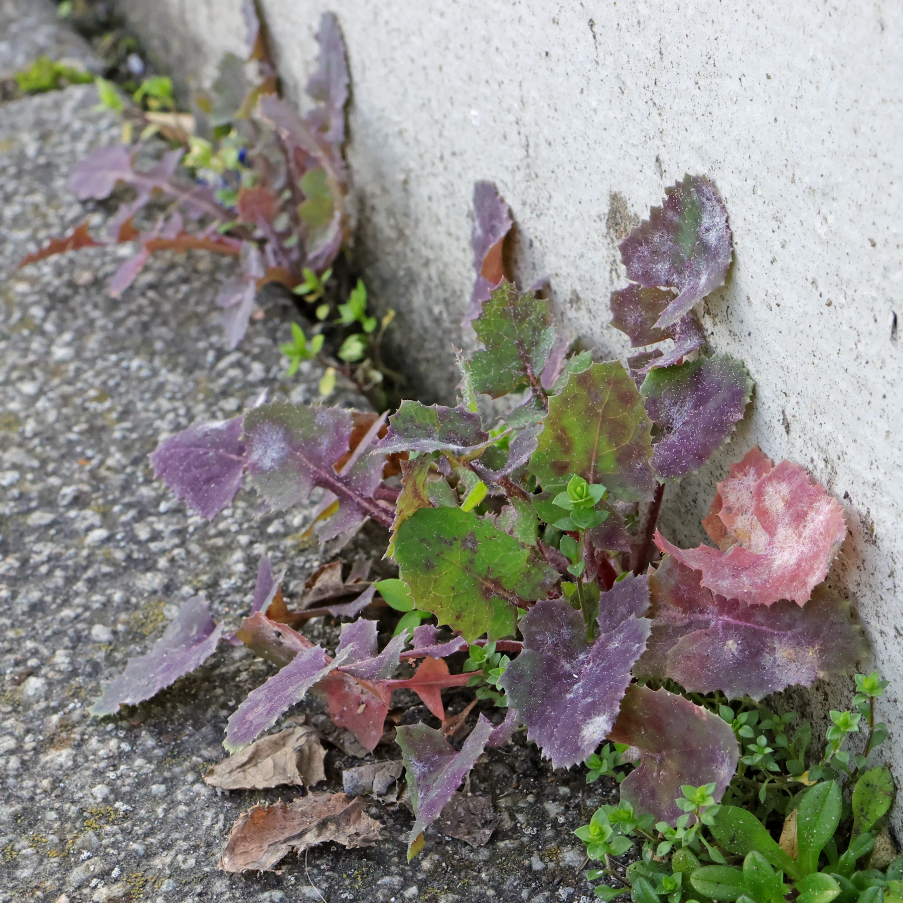 Sonchus oleraceus vor Hauswand