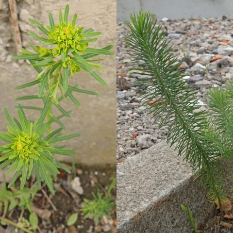 Zypressen Wolfsmilch Blätter