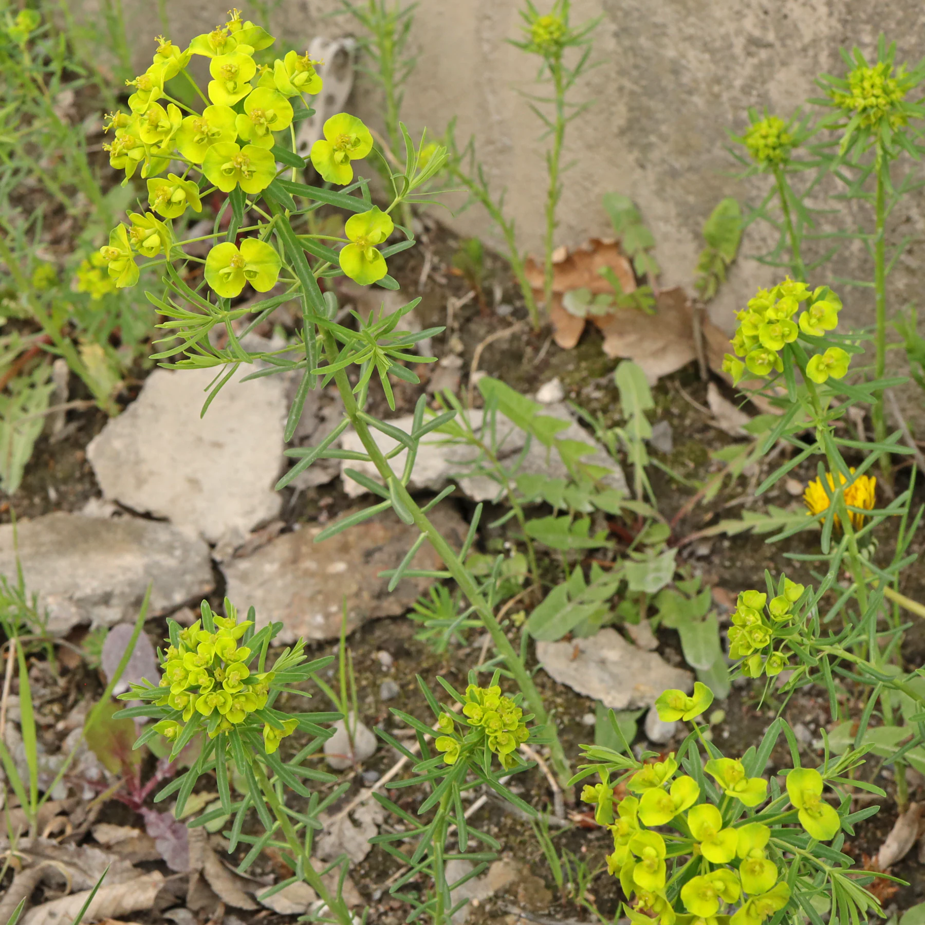 Zypressen Wolfsmilch Habitus blühend