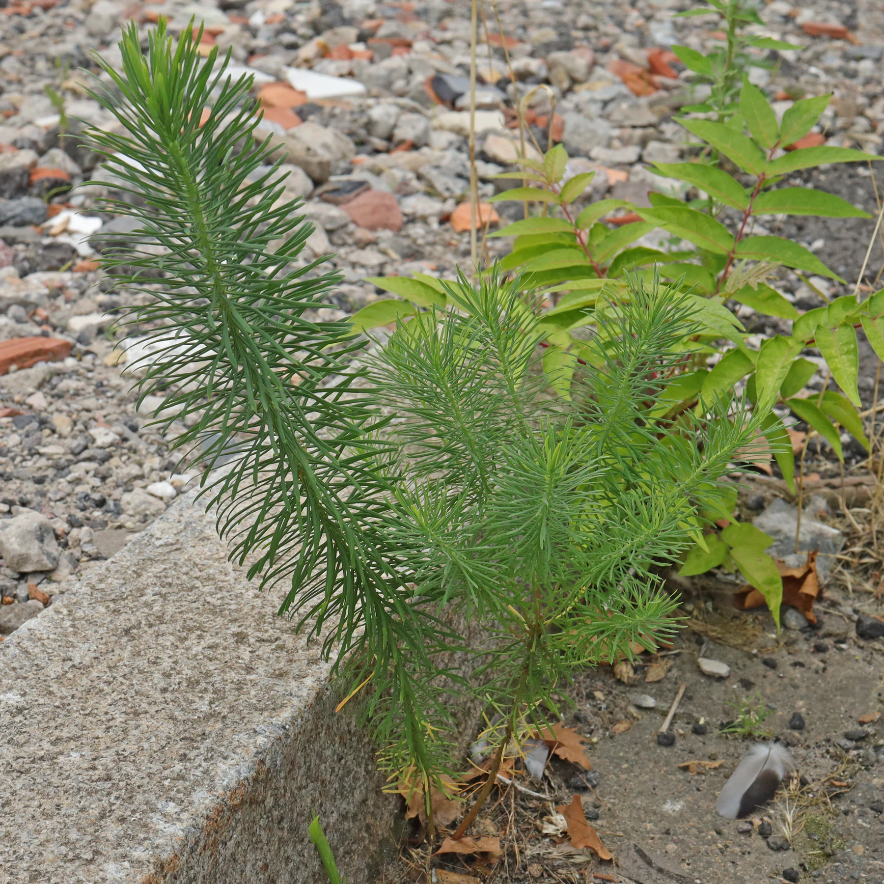 Zypressen Wolfsmilch Habitus