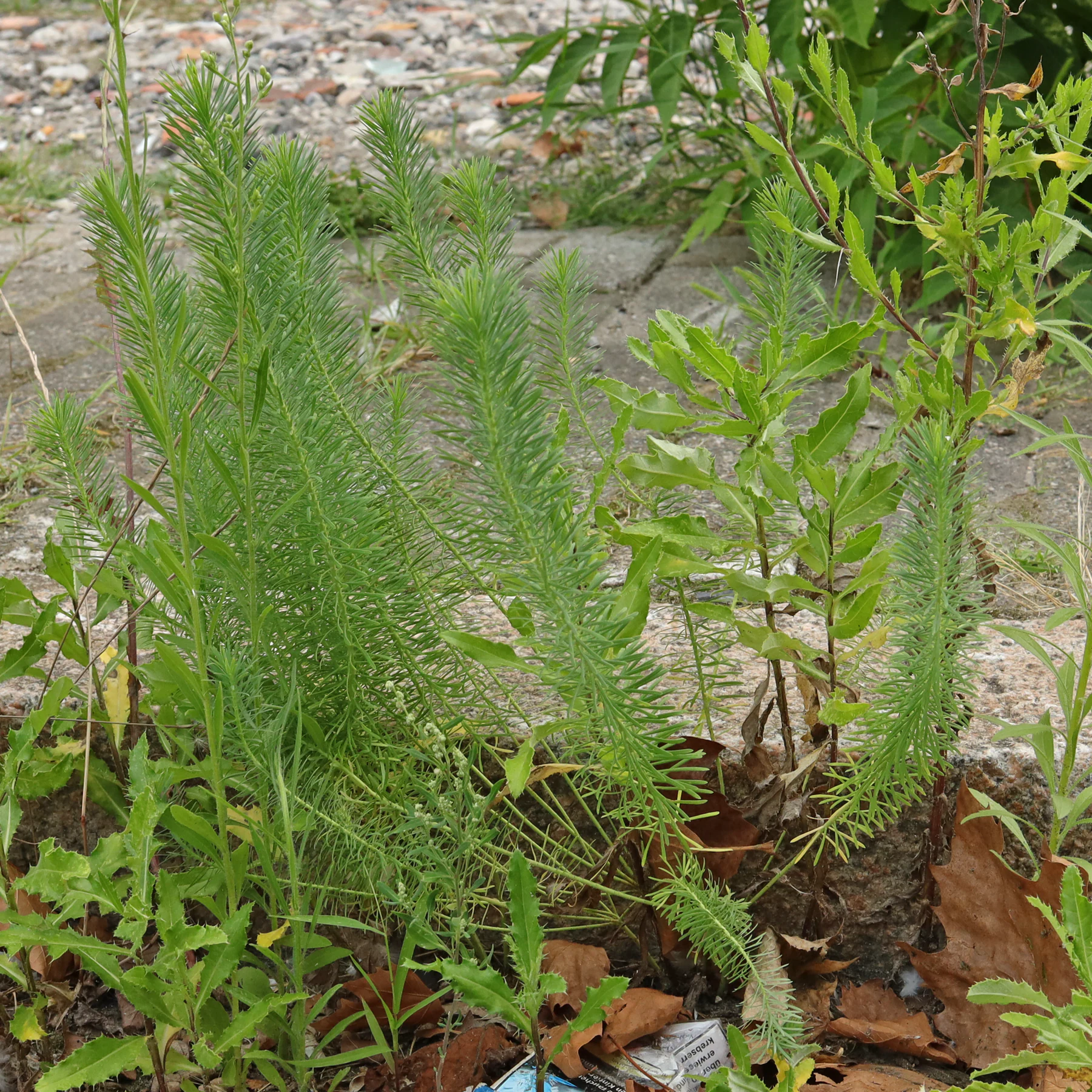 Zypressen Wolfsmilch am Wegrand