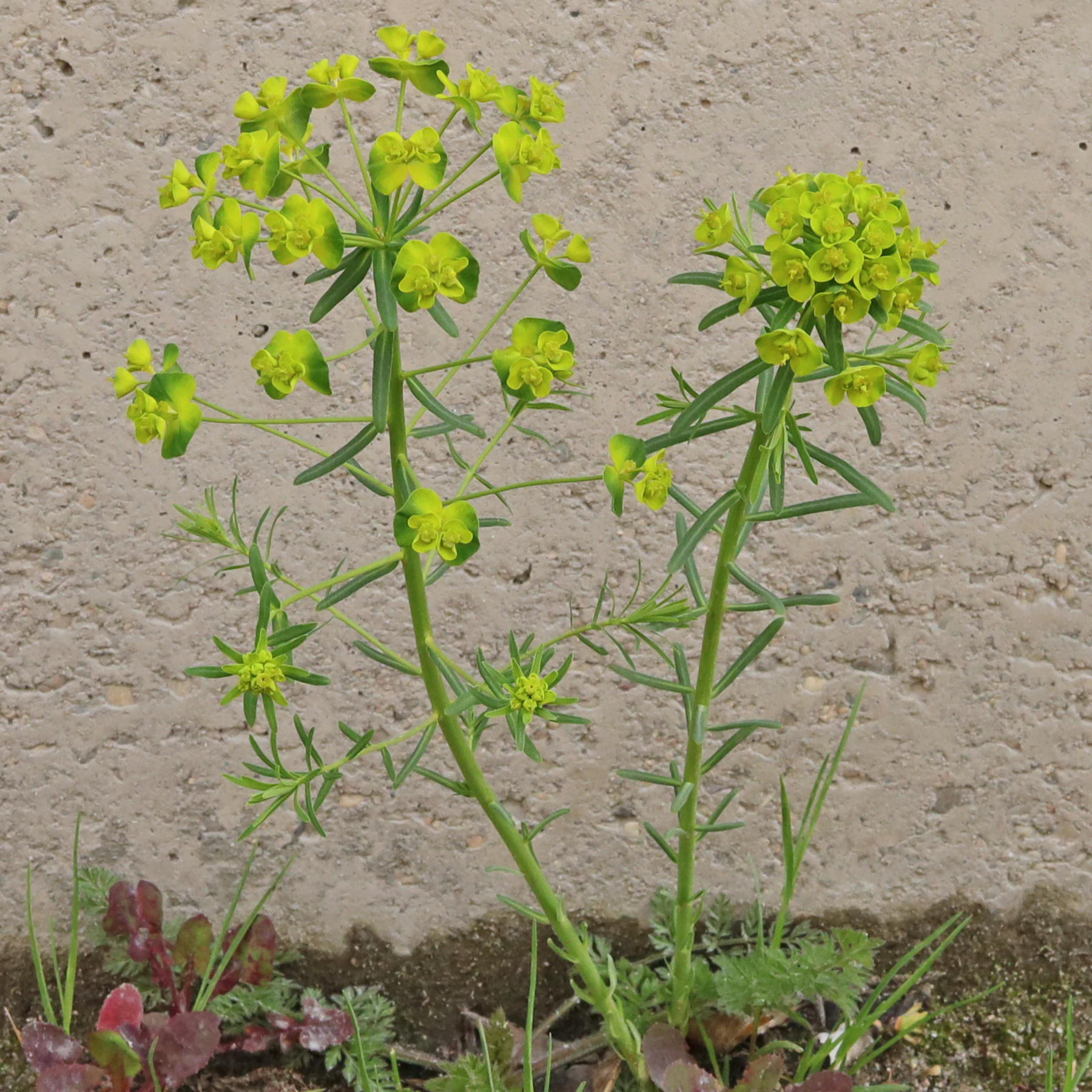 Zypressen Wolfsmilch blühende Triebe