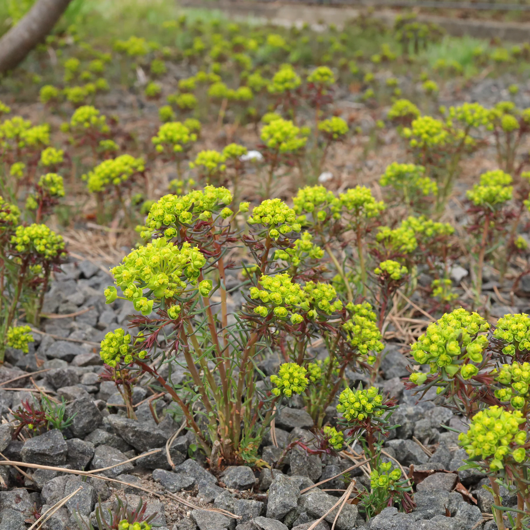 Zypressen Wolfsmilch in Schottergarten