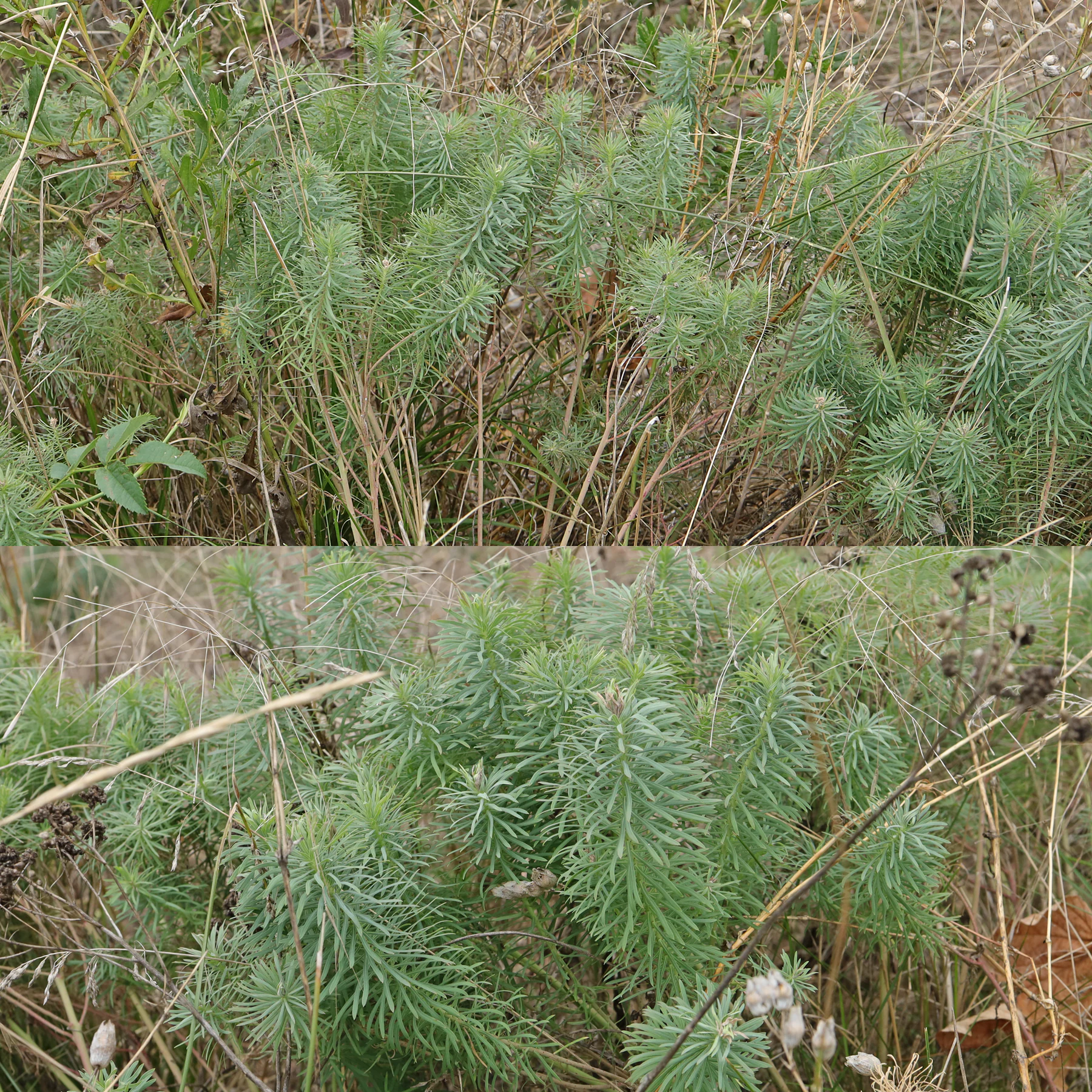 Zypressen Wolfsmilch sterile Triebe