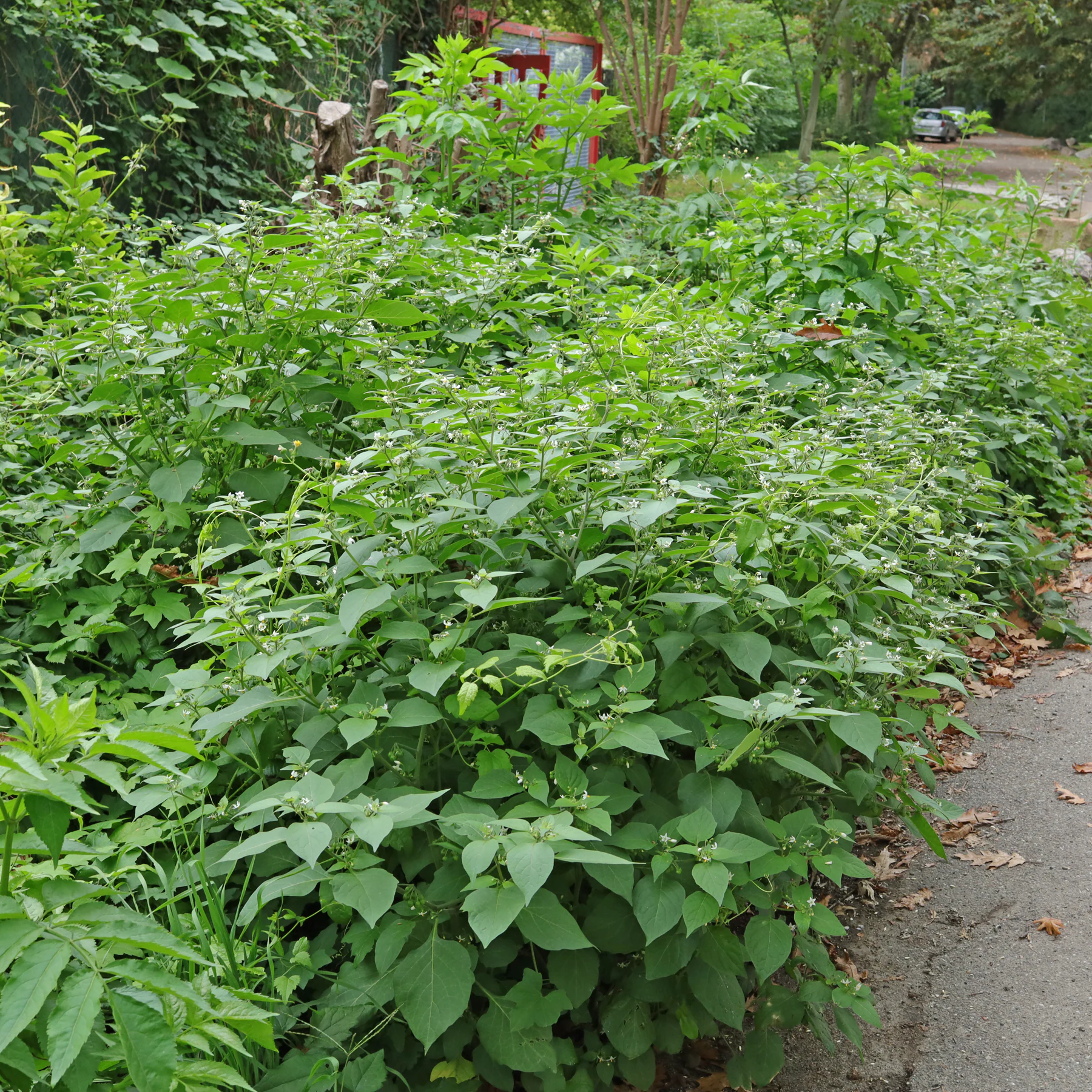 Schwarzer Nachtschatten am Wegrand im Oktober