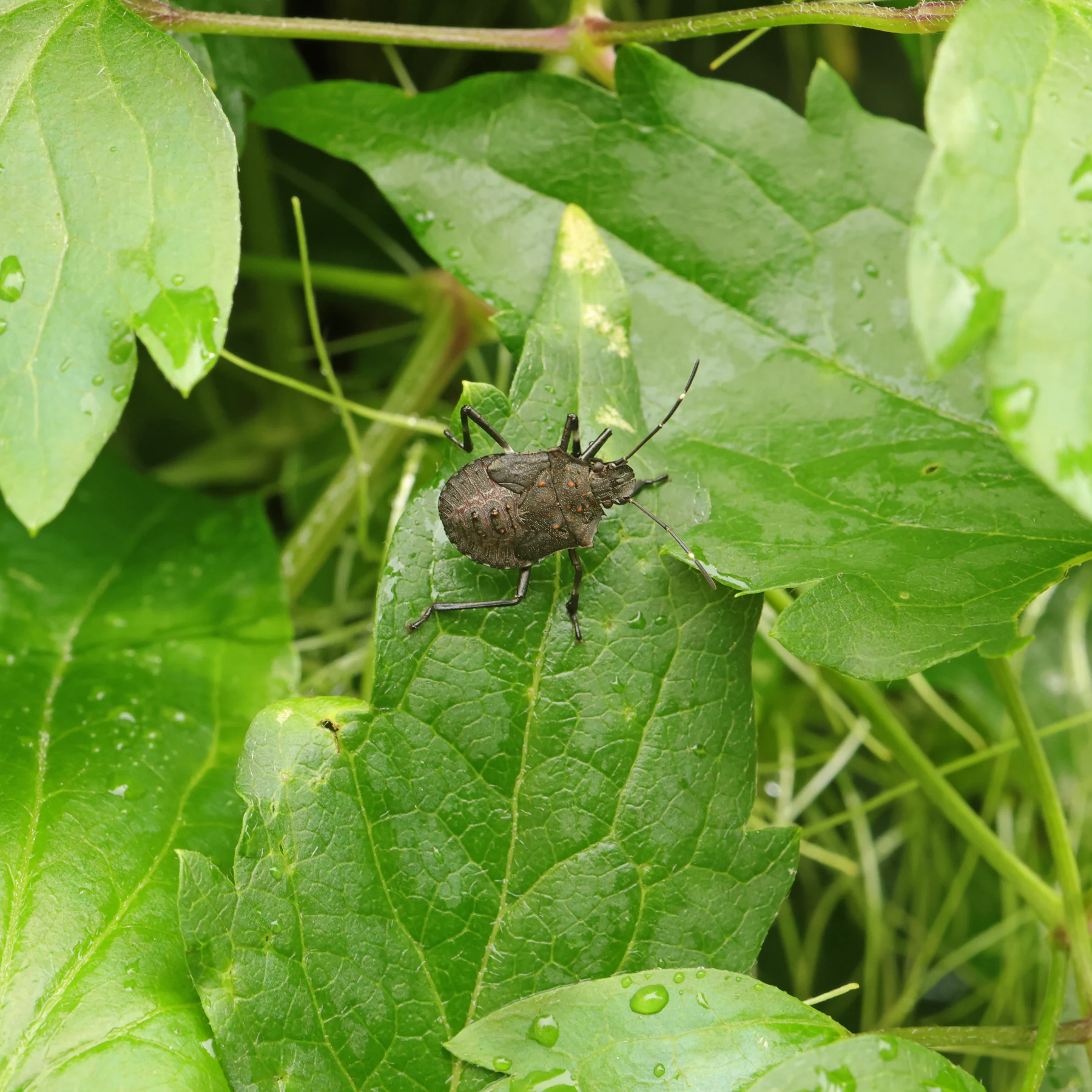Baumwanze Larve auf Waldrebe