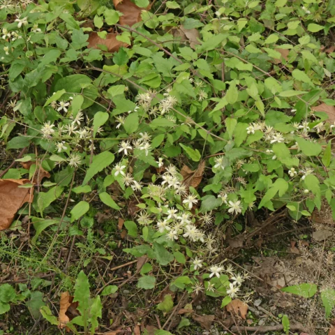 Clematis vitalba Waldrebe