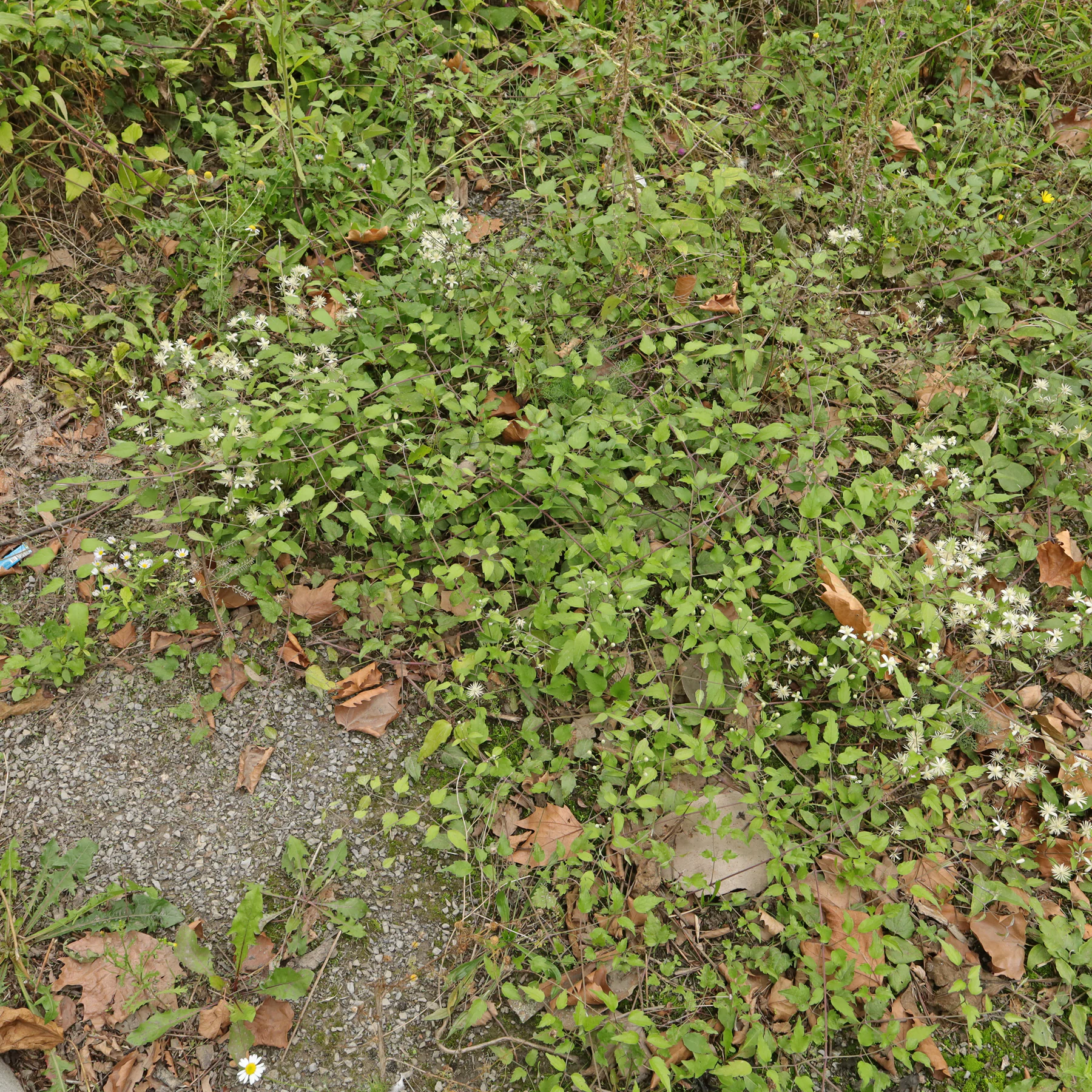 Clematis vitalba als Bodendecker