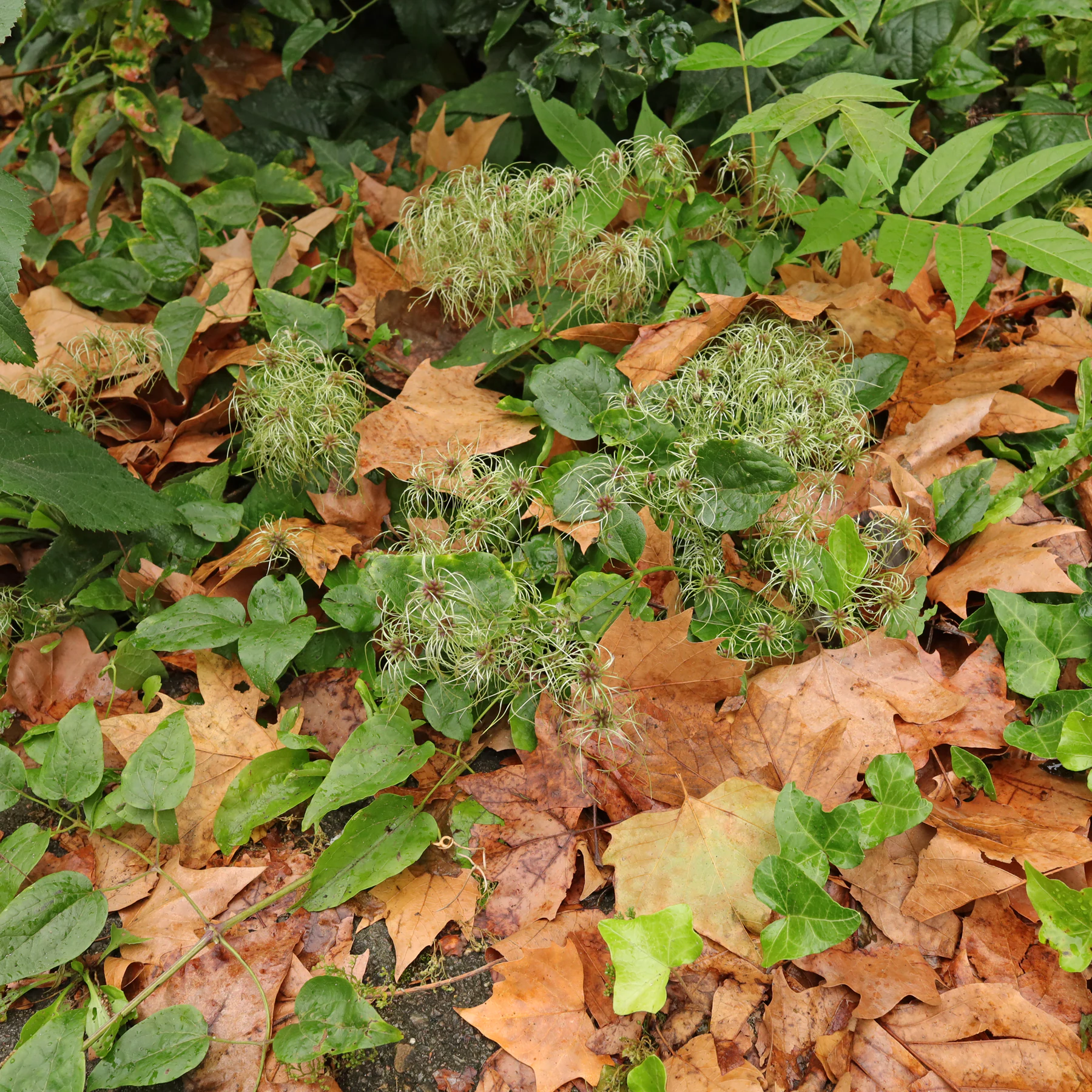 Clematis vitalba im Herbst