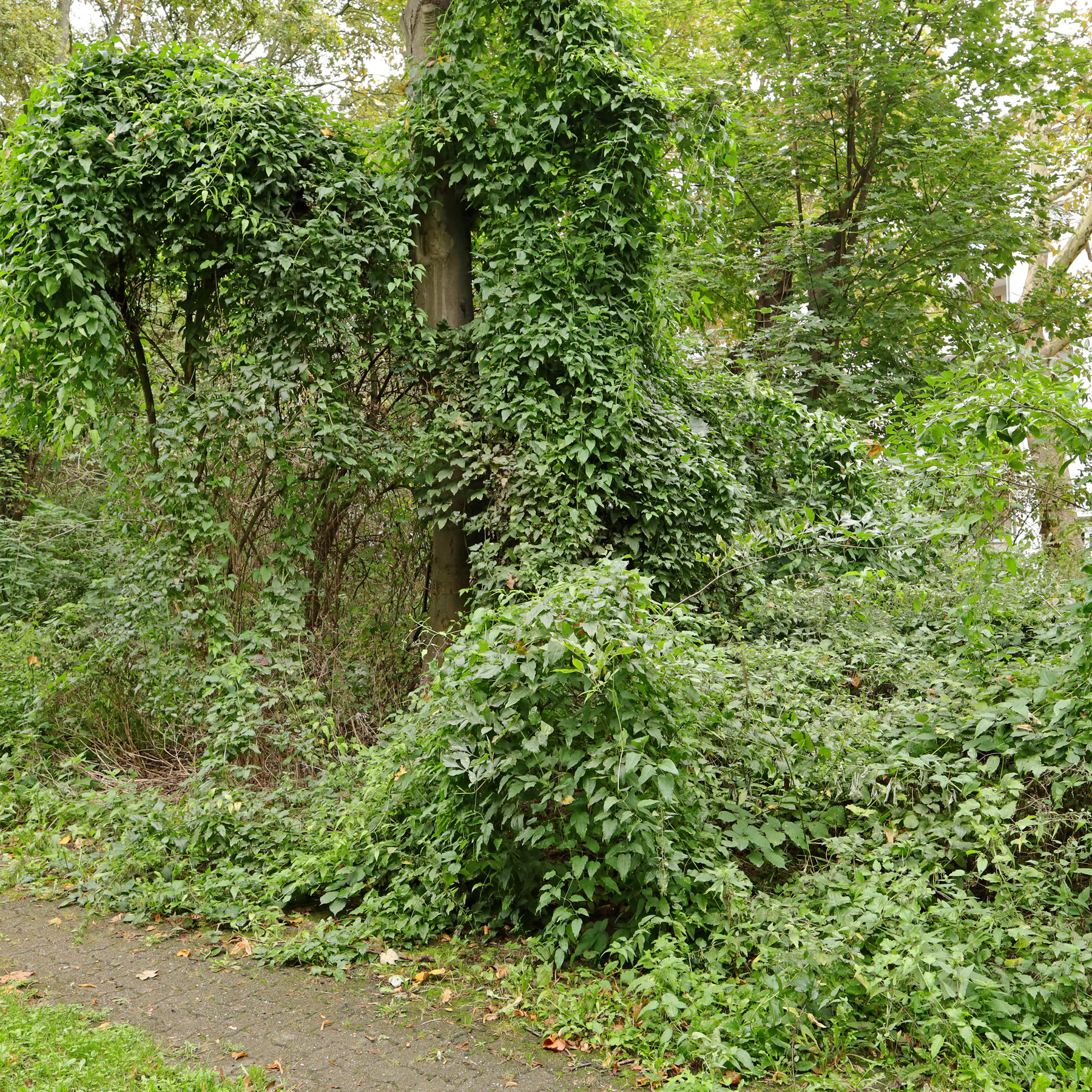 Clematis vitalba in einem Park