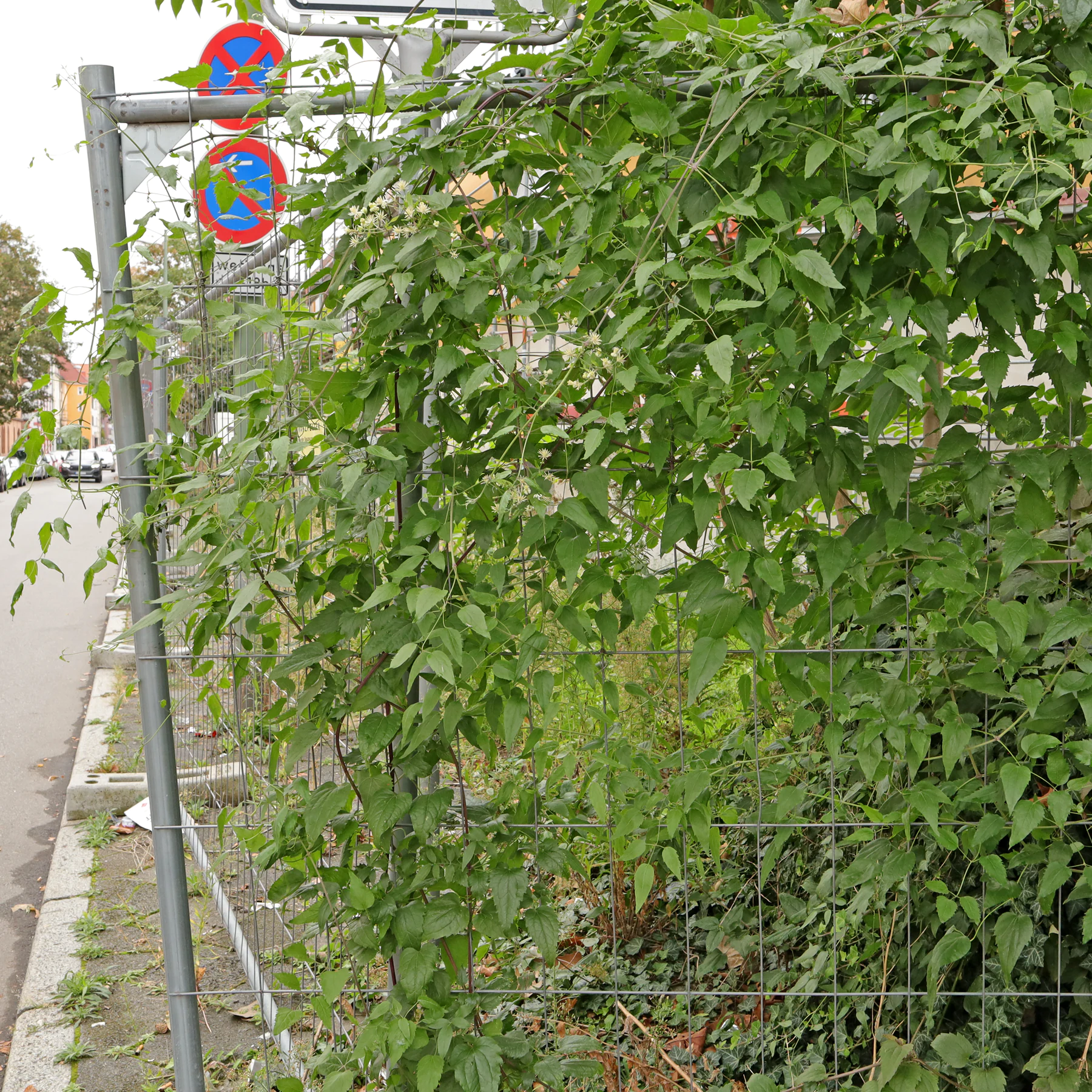 Waldrebe auf Bauzaun