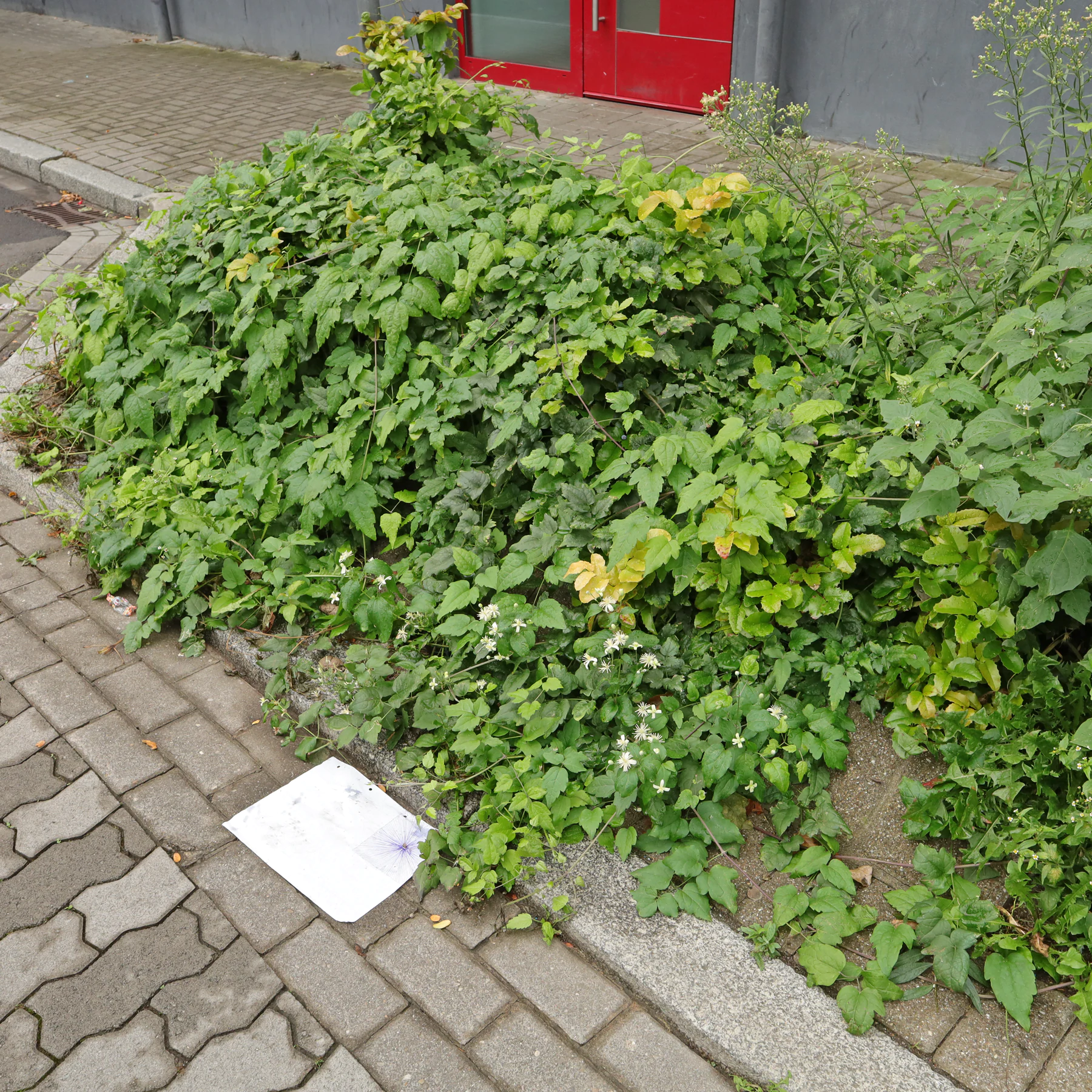 Waldrebe in Parkbucht