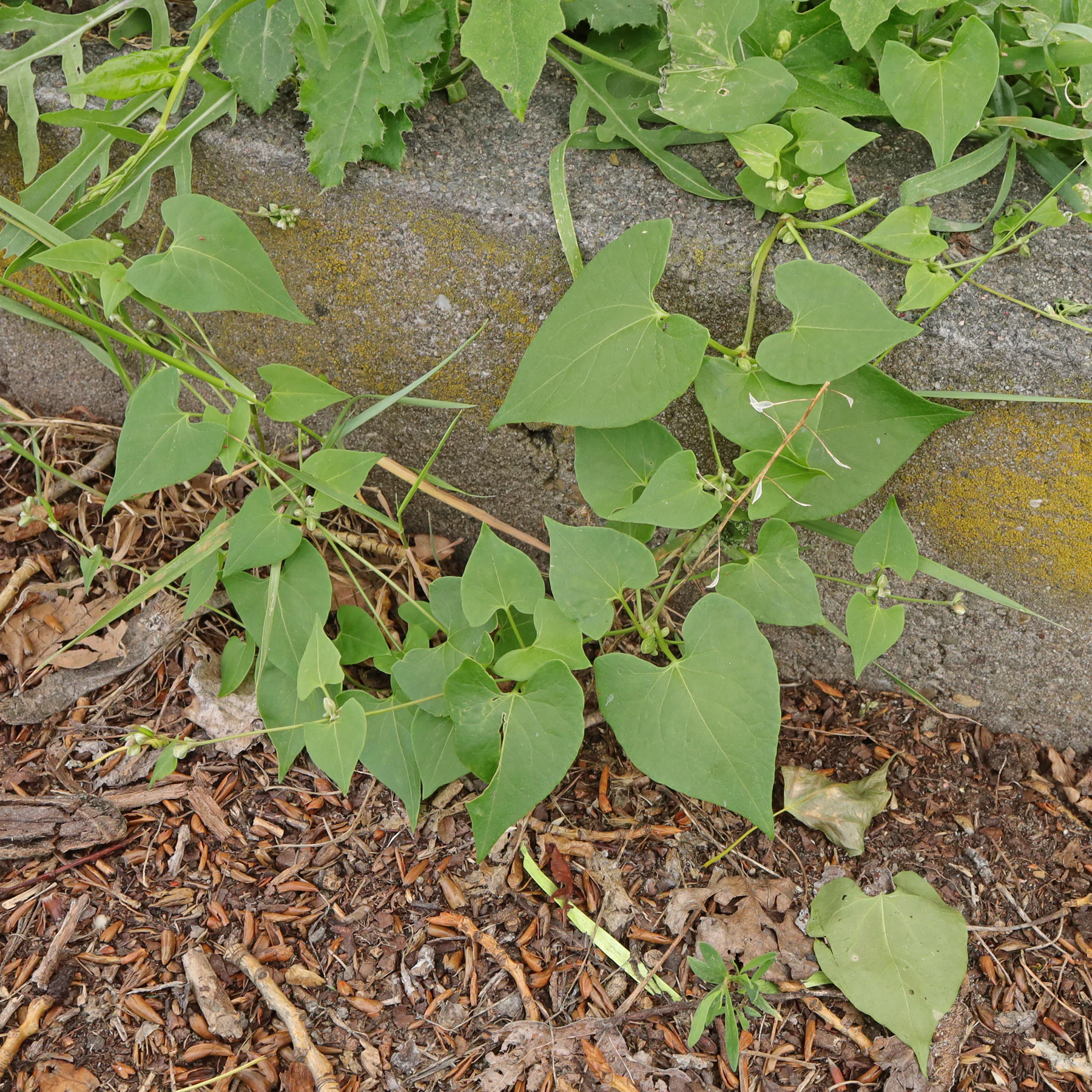 Windenknöterich am Wegrand